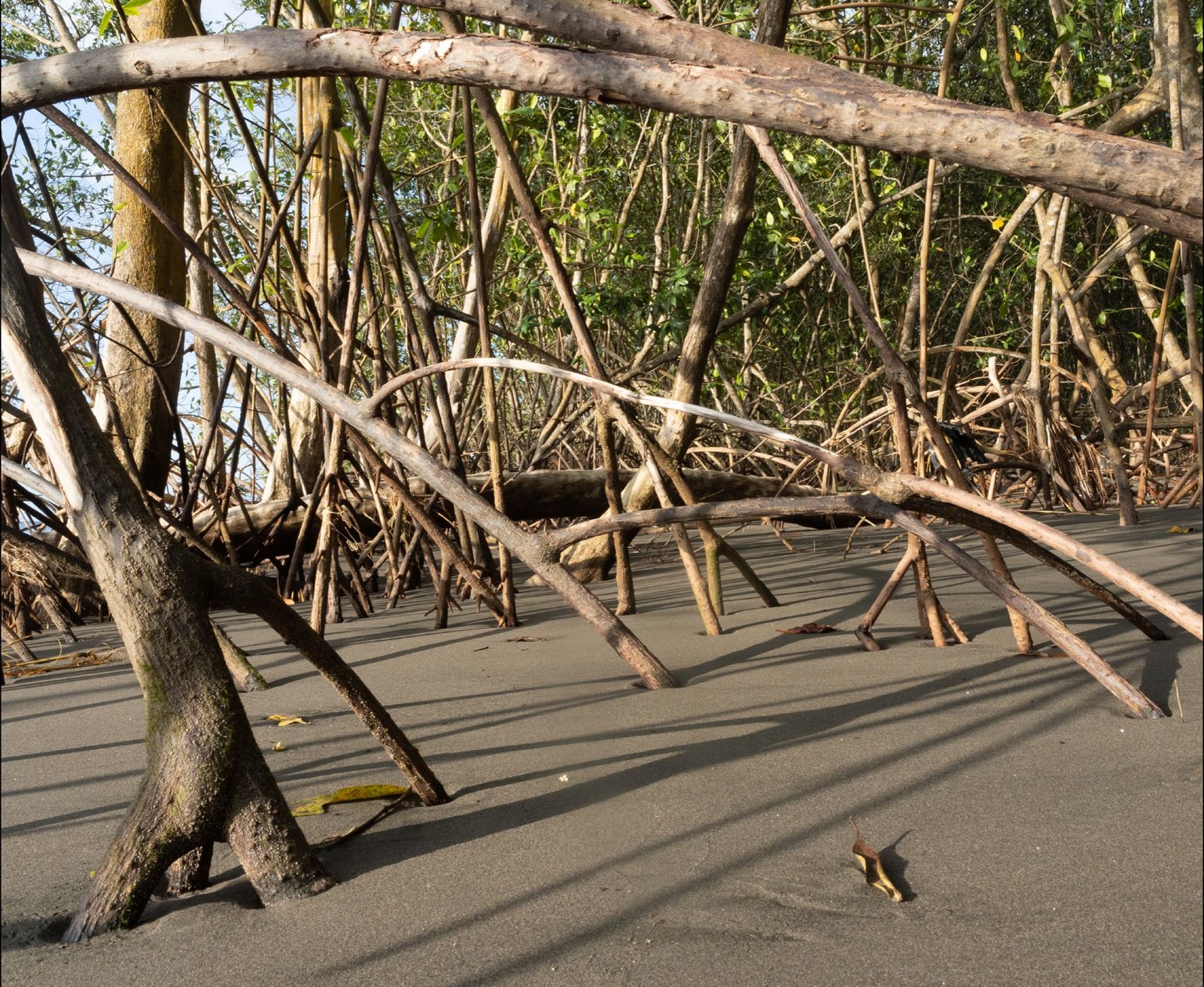 Mangrove forest